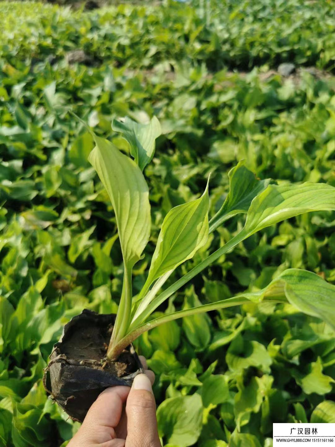 紫花玉簪 紫花玉簪