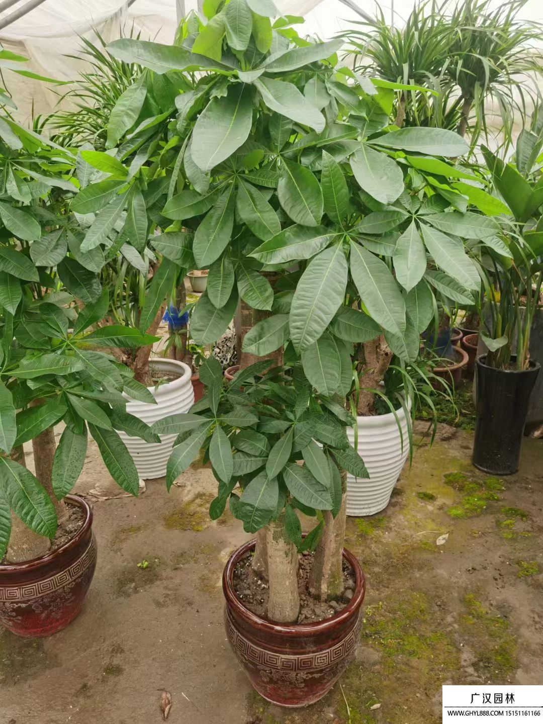 發(fā)財(cái)樹 發(fā)財(cái)樹