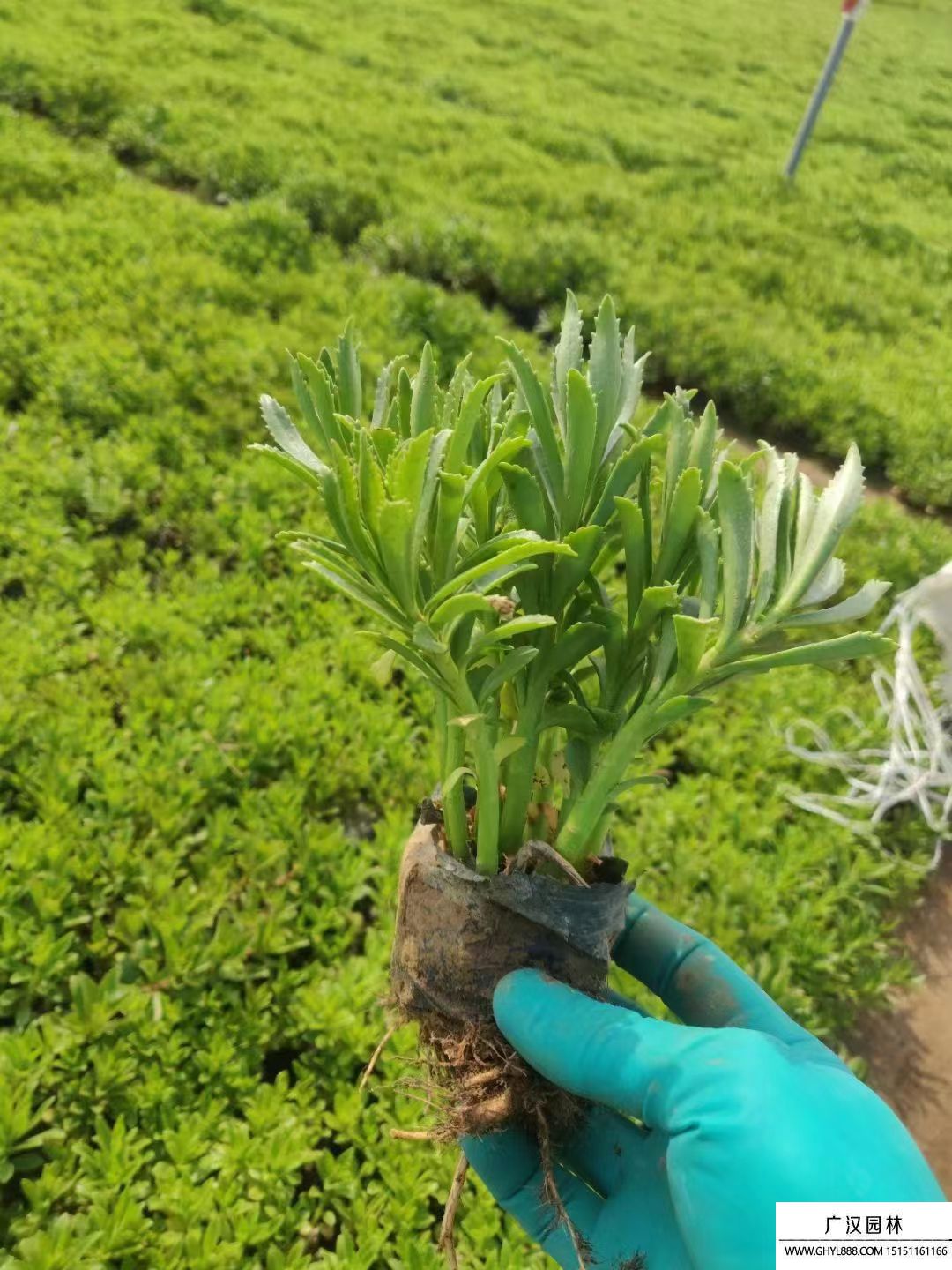 三七景天 三七景天