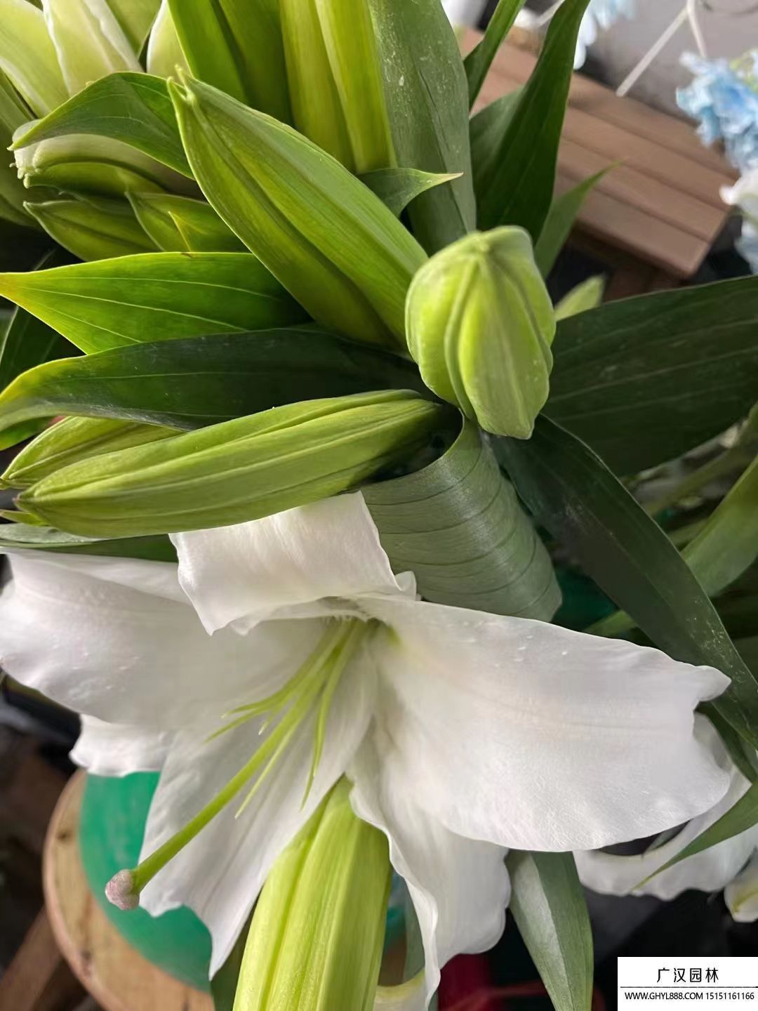 香水百合 香水百合