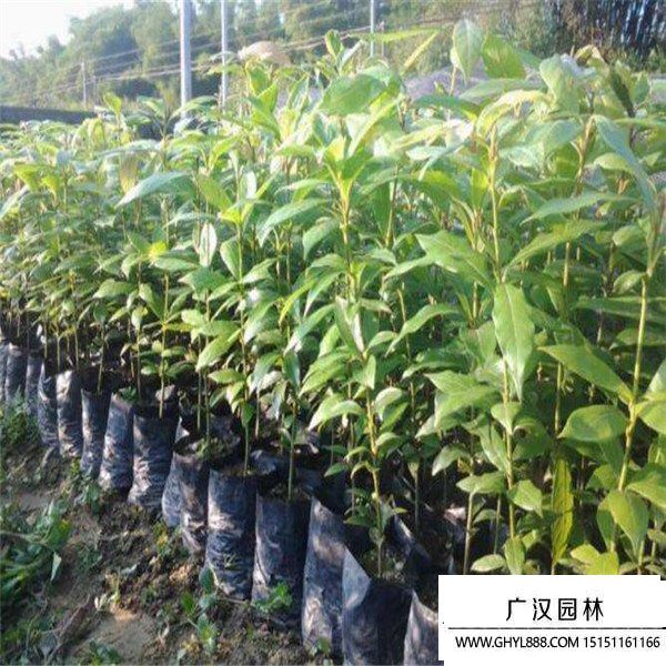 金絲楠木 金絲楠木