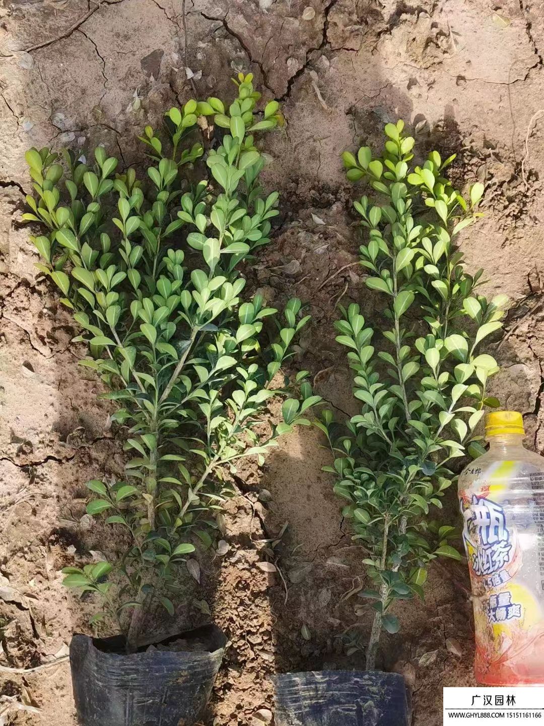 瓜子黃楊 瓜子黃楊