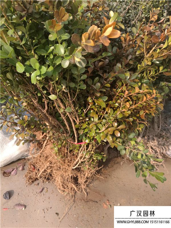 瓜子黃楊苗 瓜子黃楊苗