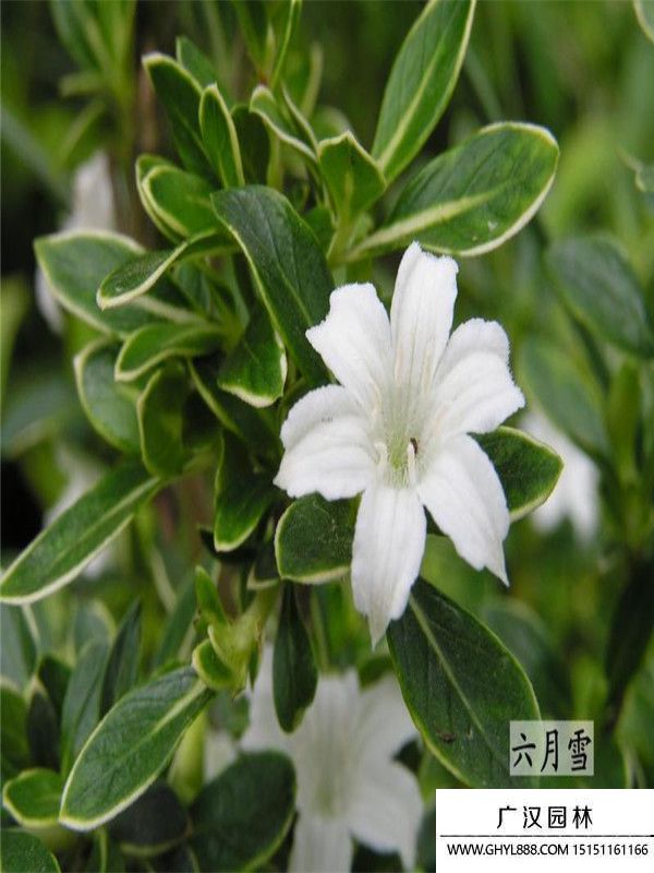 六月雪 六月雪