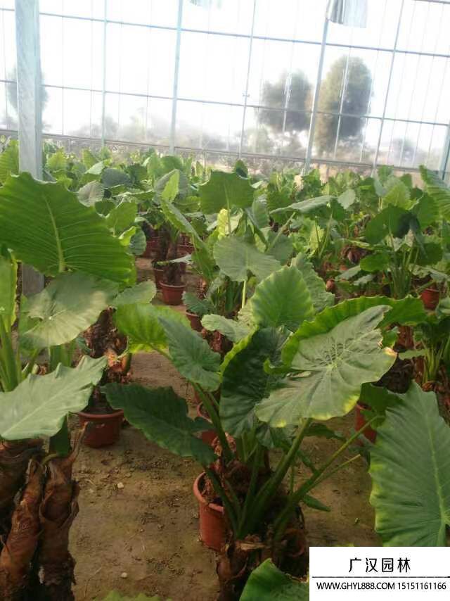 滴水觀音 滴水觀音