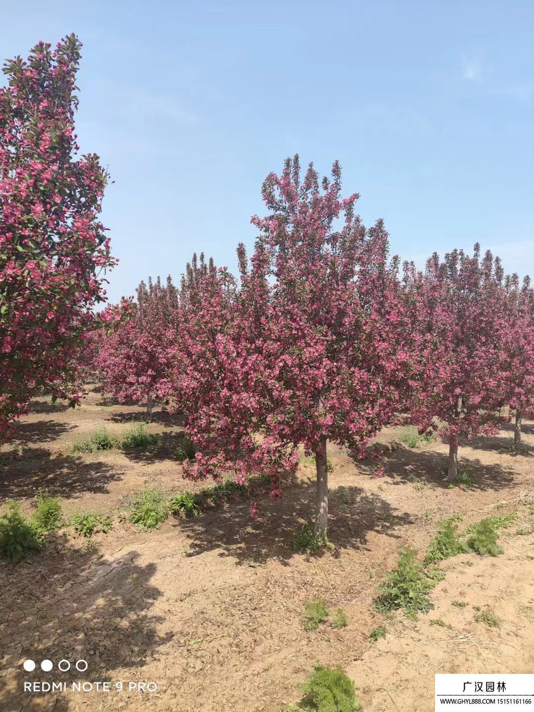 北美海棠 北美海棠