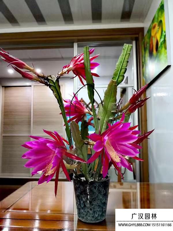 令箭荷花 令箭荷花