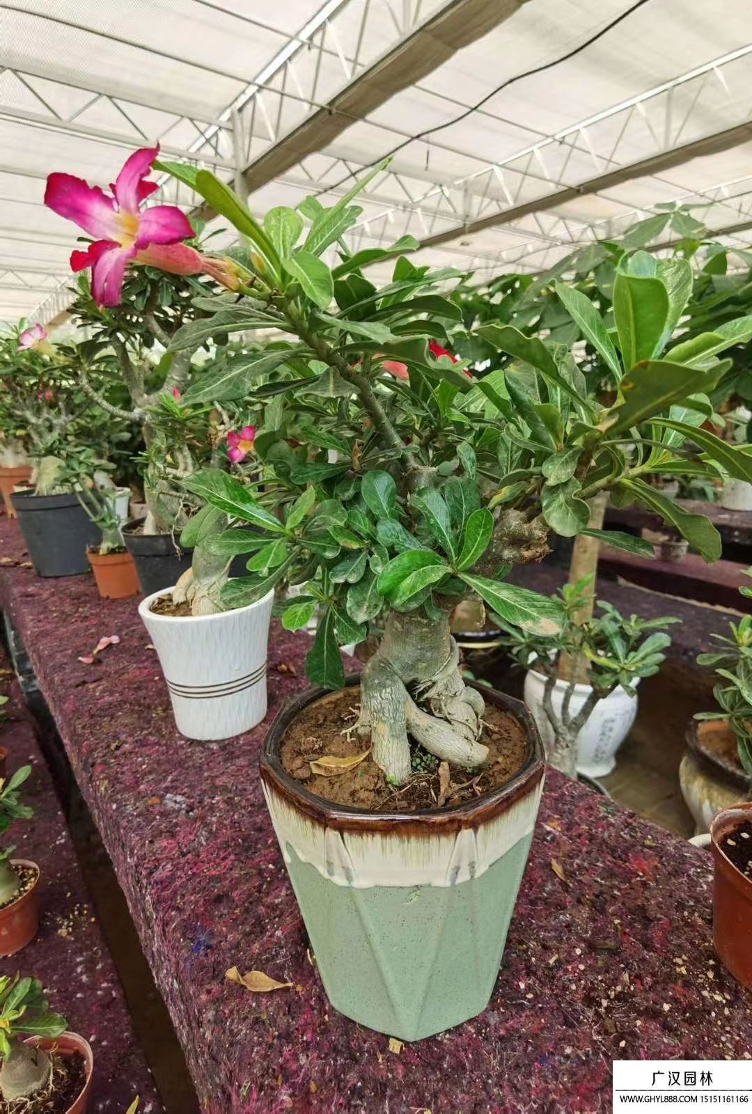 沙漠玫瑰 沙漠玫瑰