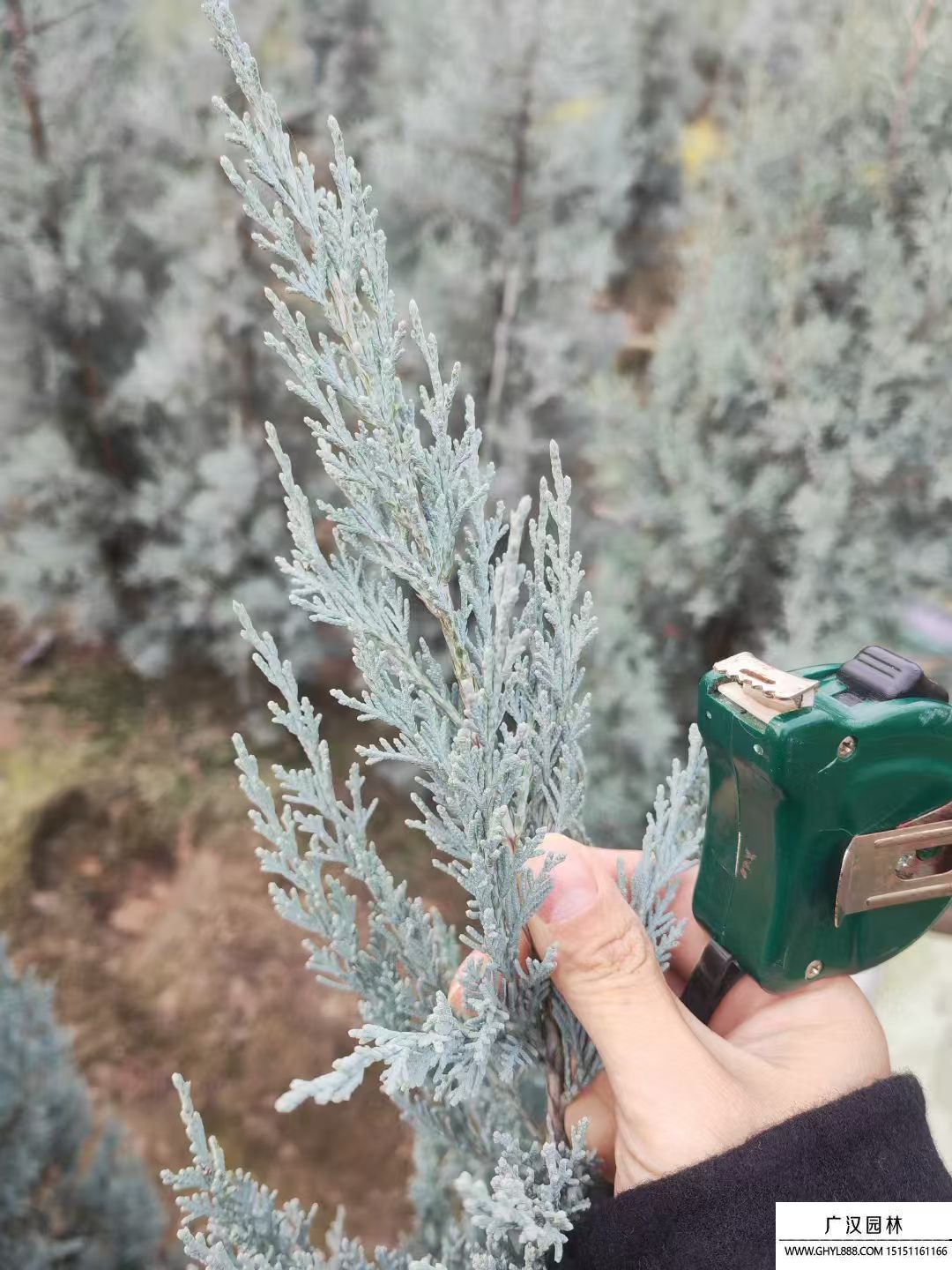 落基山圓柏 落基山圓柏