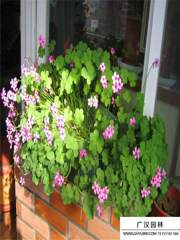 紅花酢漿草 紅花酢漿草