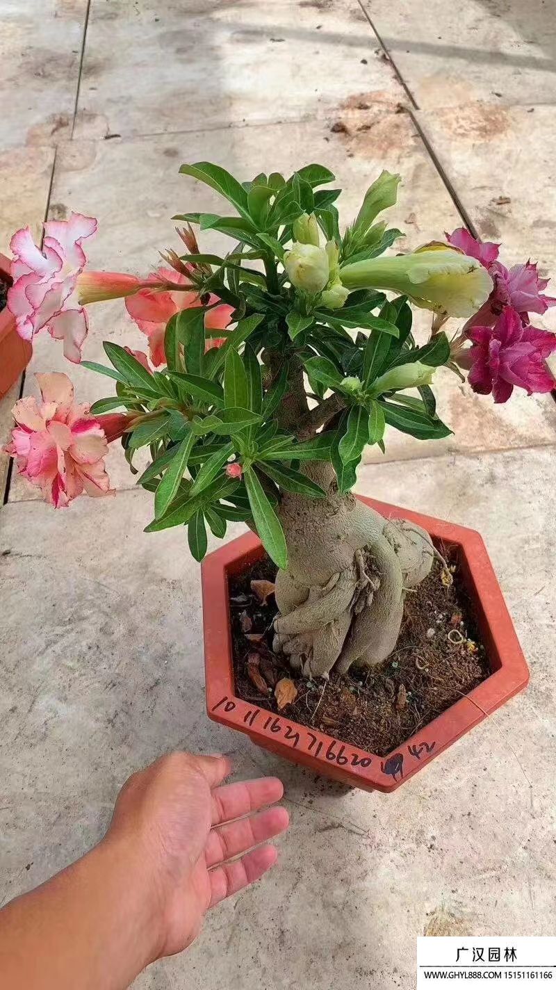 沙漠玫瑰 沙漠玫瑰