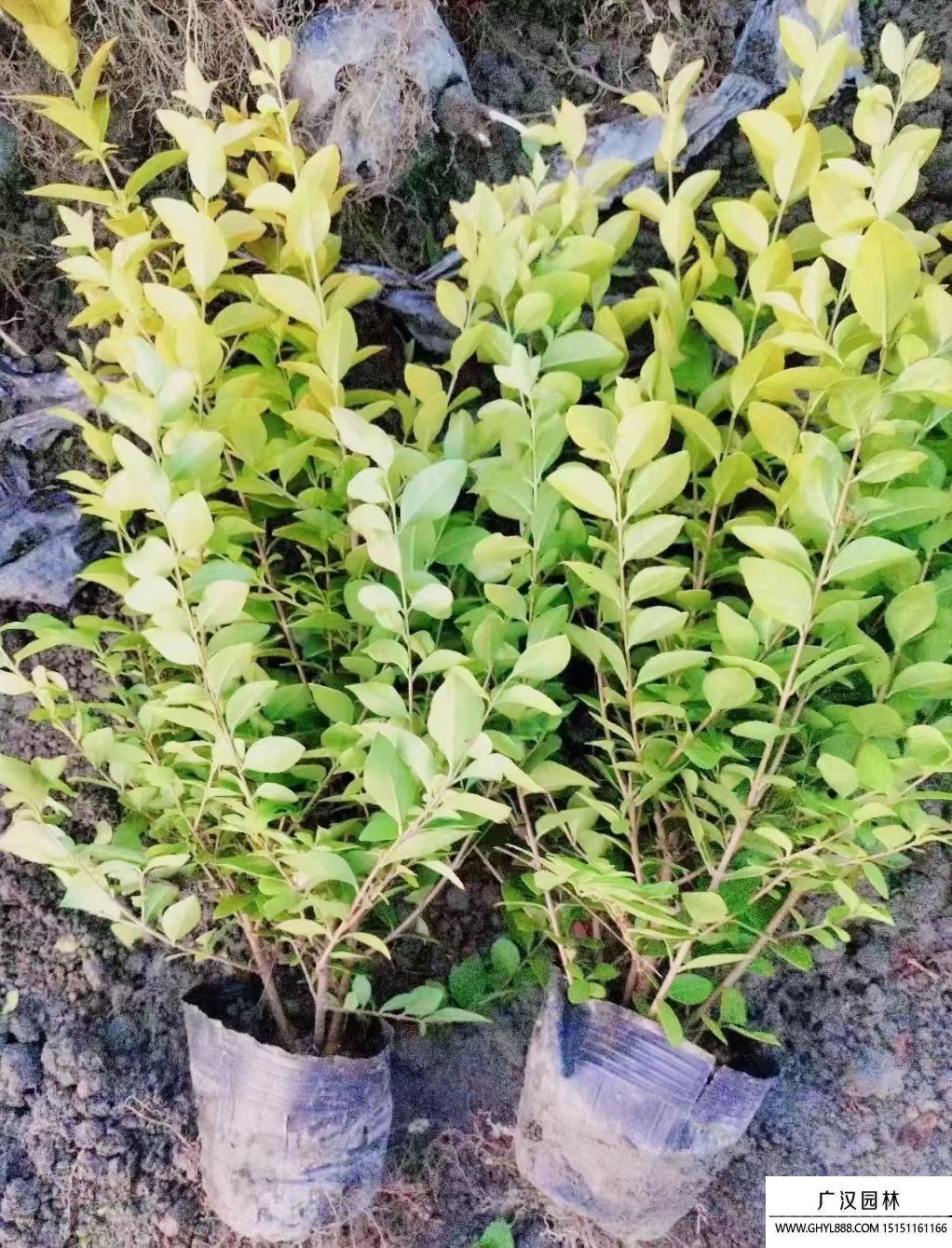 金葉女貞 金葉女貞