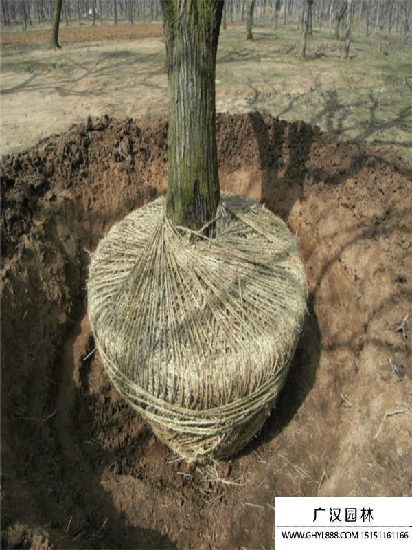 板栗樹(shù) 板栗樹(shù)