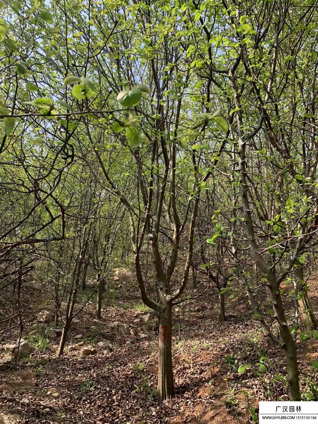 木瓜樹(shù) 木瓜樹(shù)