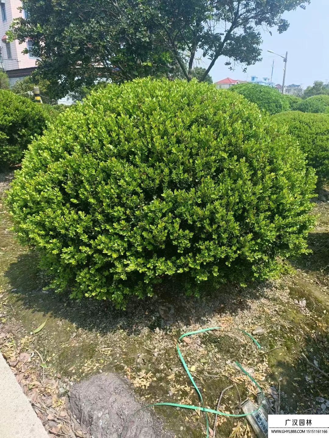 瓜子黃楊球 瓜子黃楊球