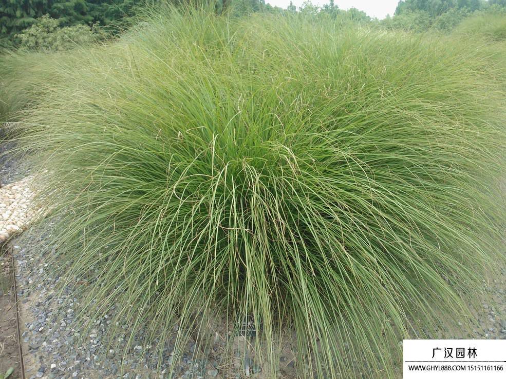 細(xì)葉芒 細(xì)葉芒