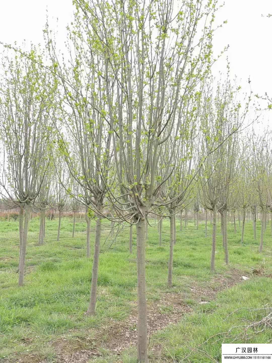 西府海棠 西府海棠