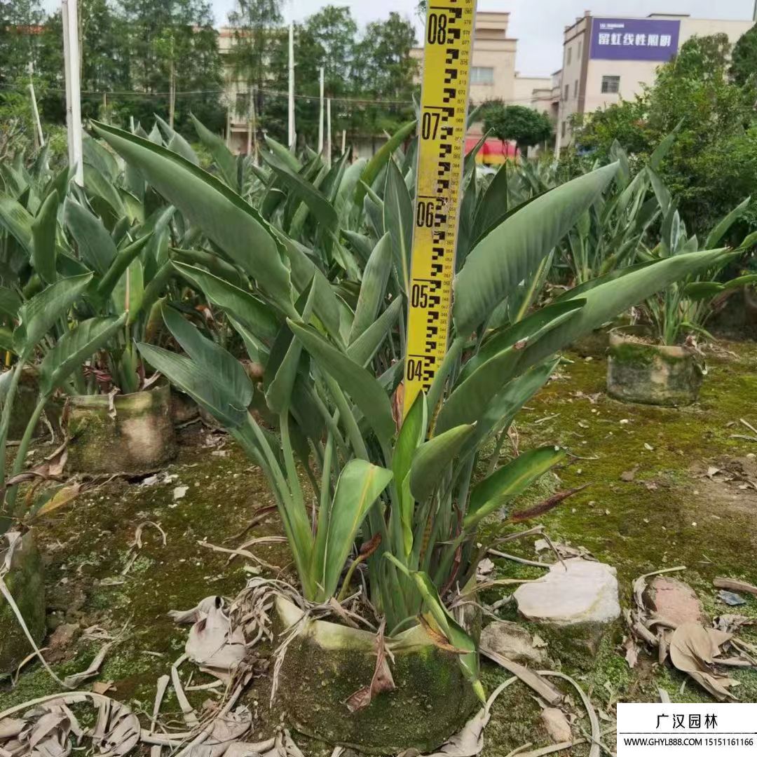 天堂鳥(niǎo) 天堂鳥(niǎo)