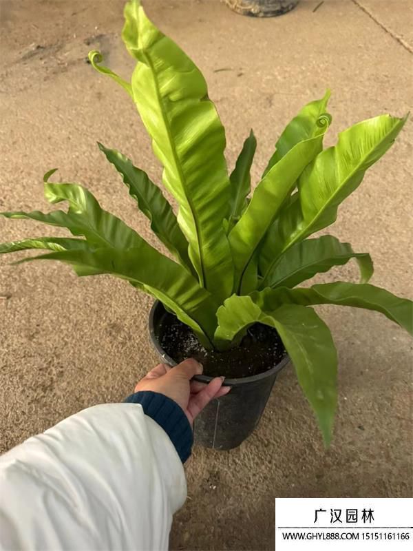 鳥(niǎo)巢蕨 鳥(niǎo)巢蕨