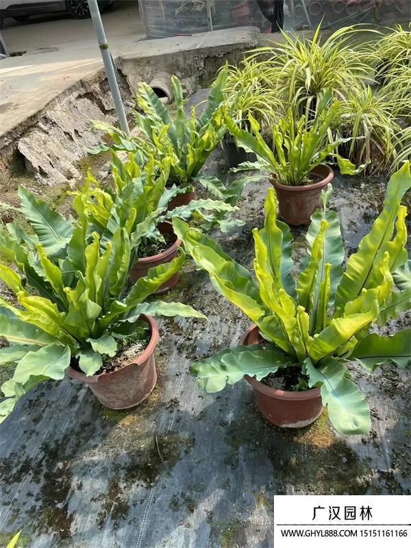 鳥(niǎo)巢蕨 鳥(niǎo)巢蕨