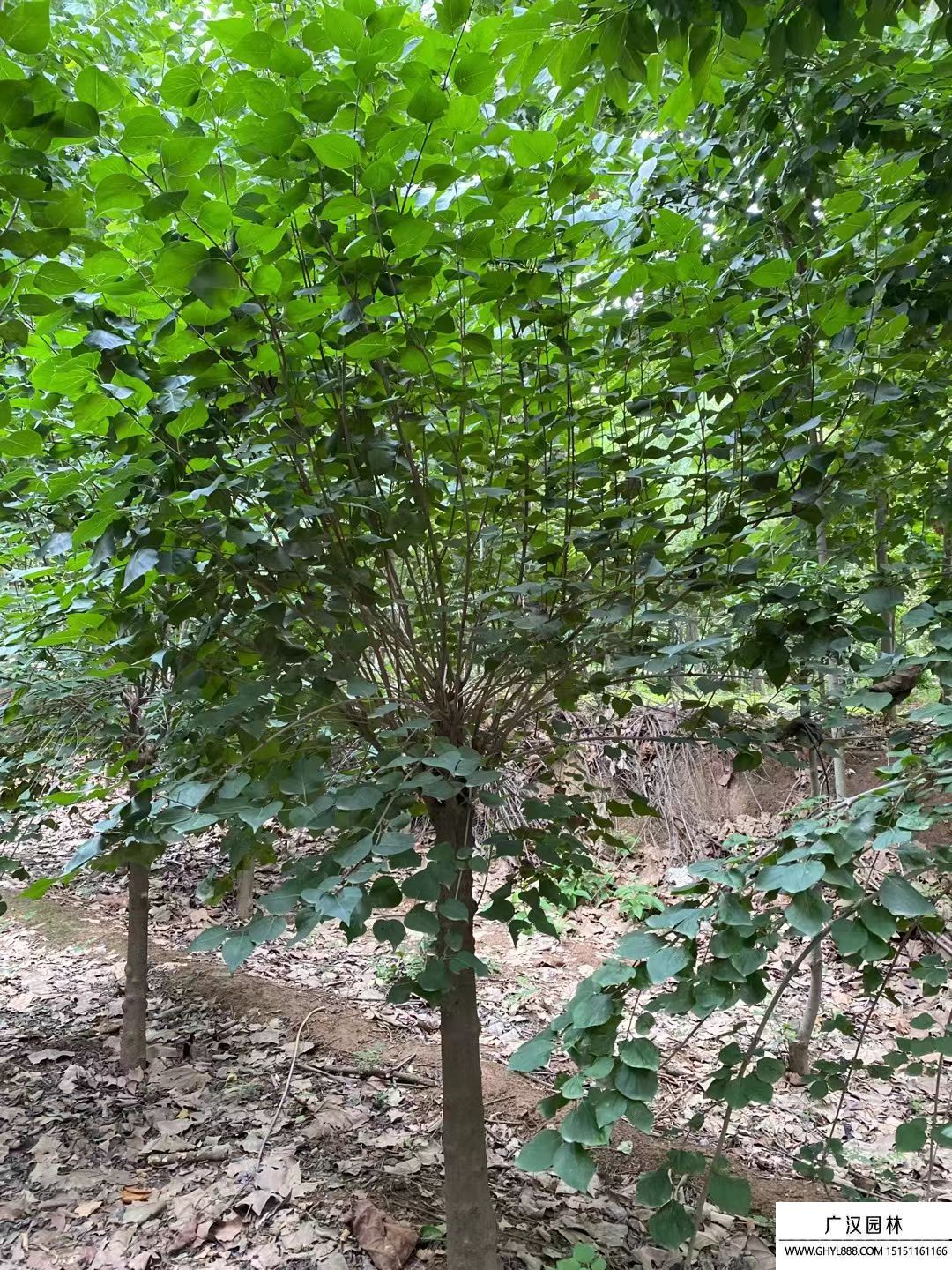 獨(dú)桿丁香 獨(dú)桿丁香