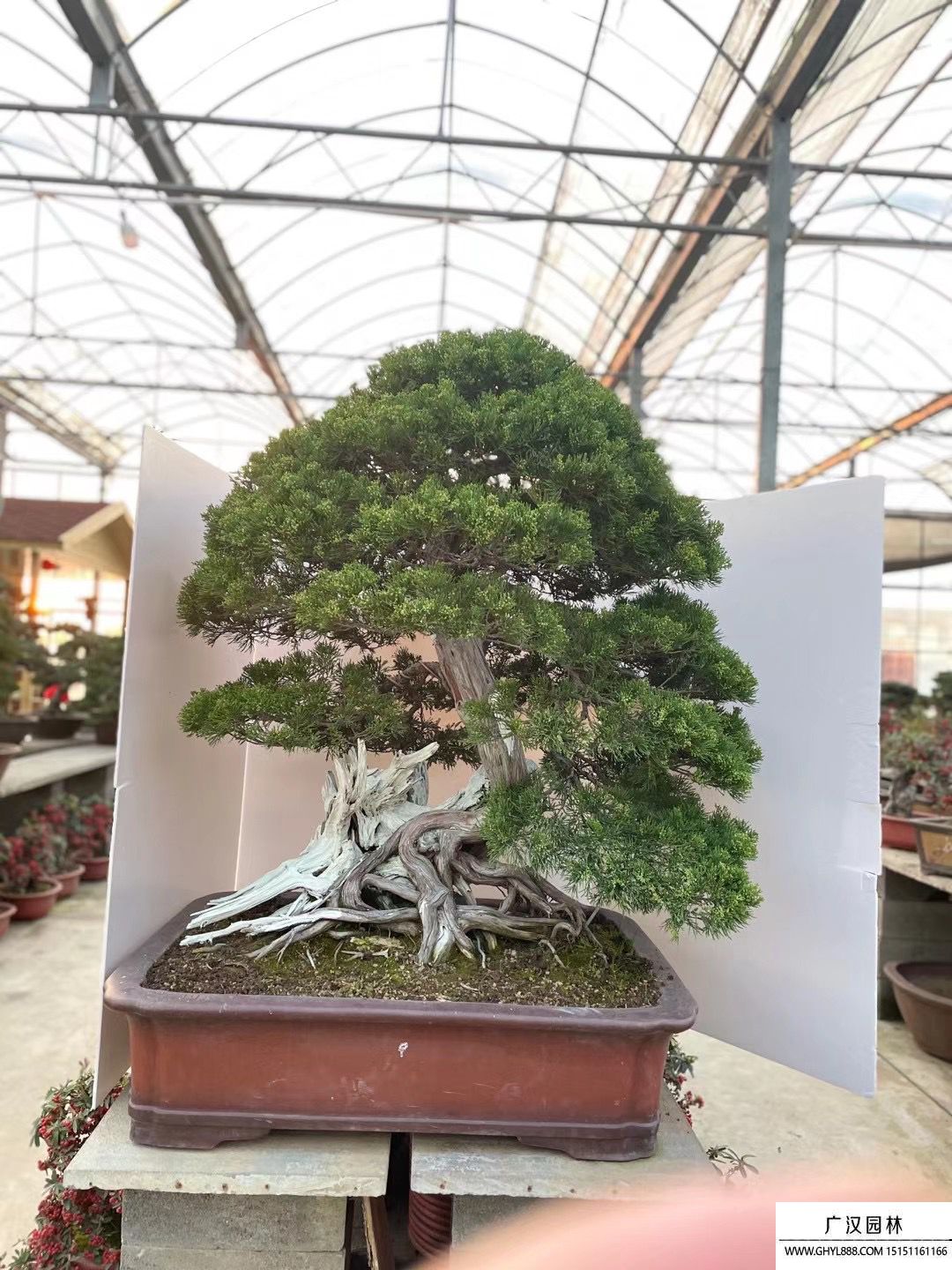 那須五葉松盆景