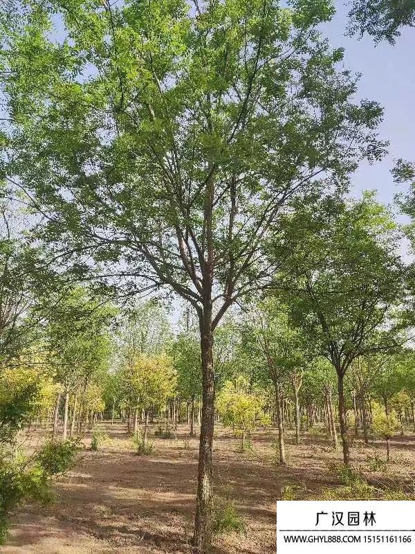 國(guó)槐 國(guó)槐