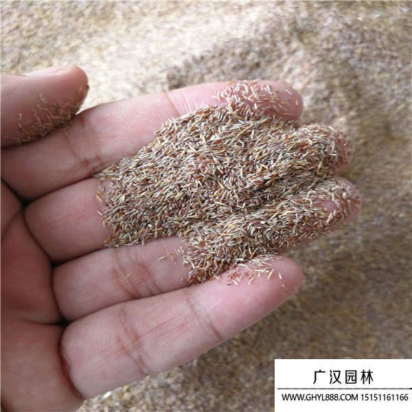 剪股穎種子 剪股穎種子