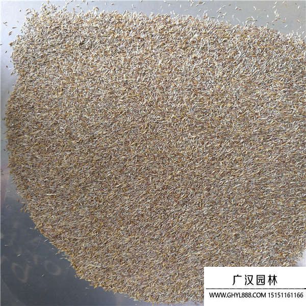 剪股穎種子 剪股穎種子