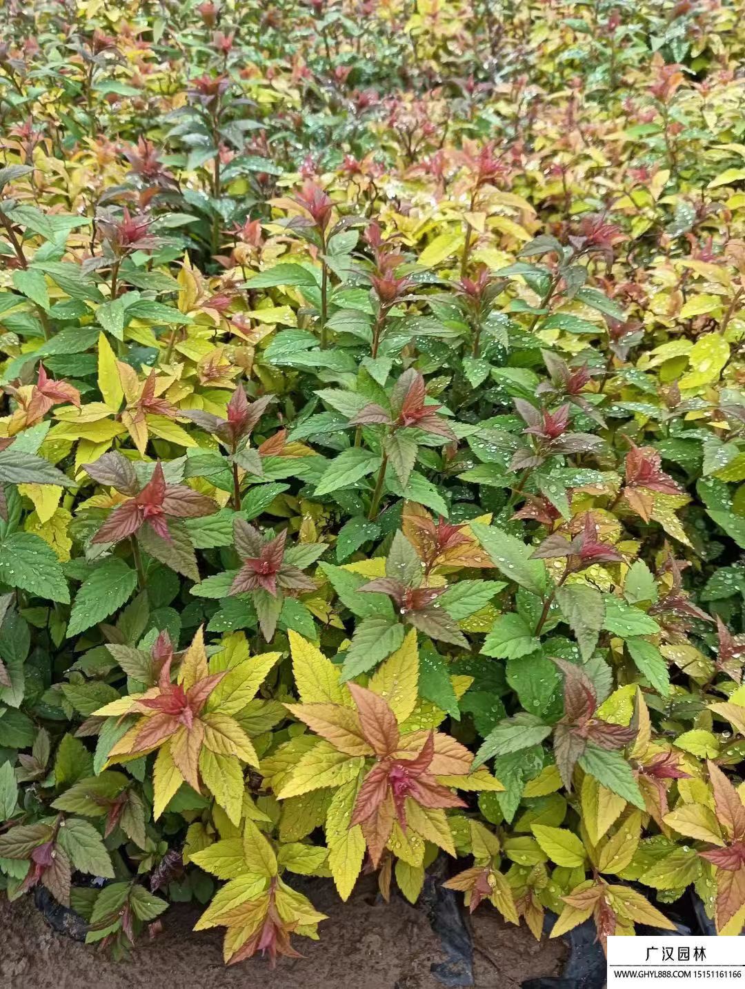 金焰繡線菊 金焰繡線菊