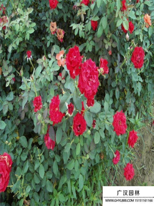 地被月季 地被月季