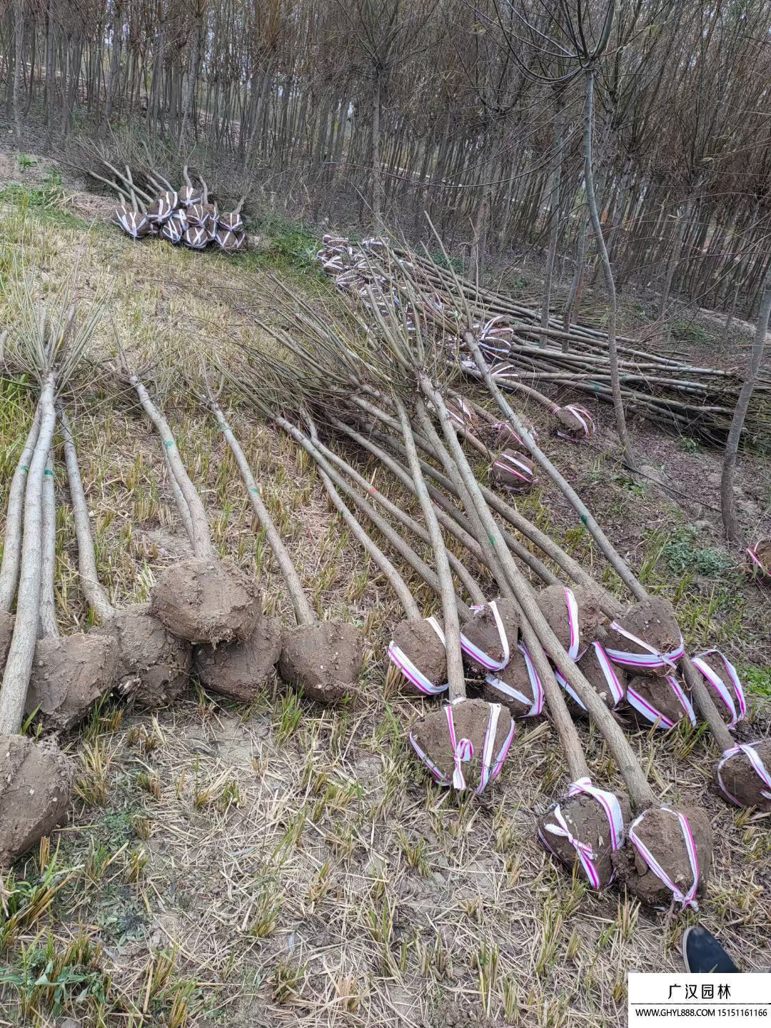 青皮垂柳 青皮垂柳