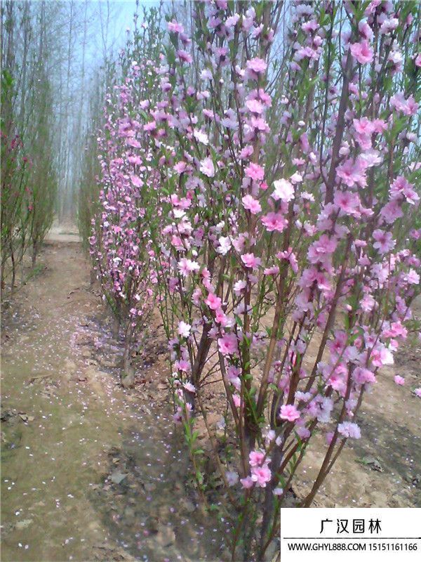 龍柱碧桃 龍柱碧桃