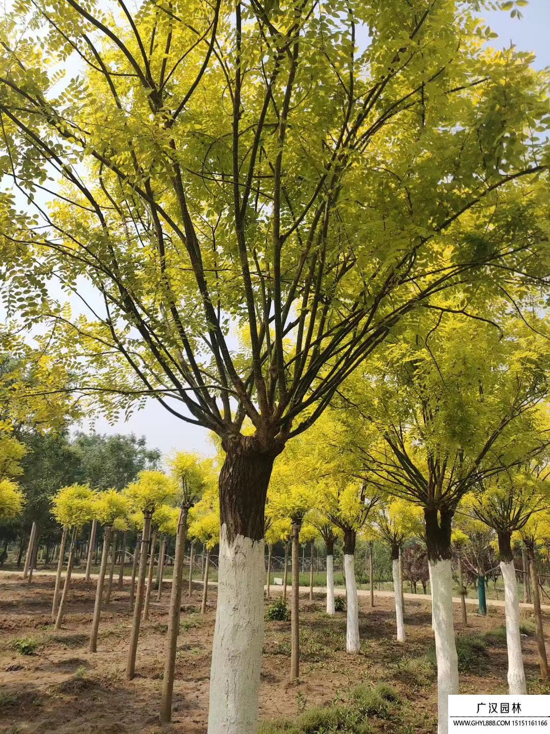 金葉國槐 金葉國槐