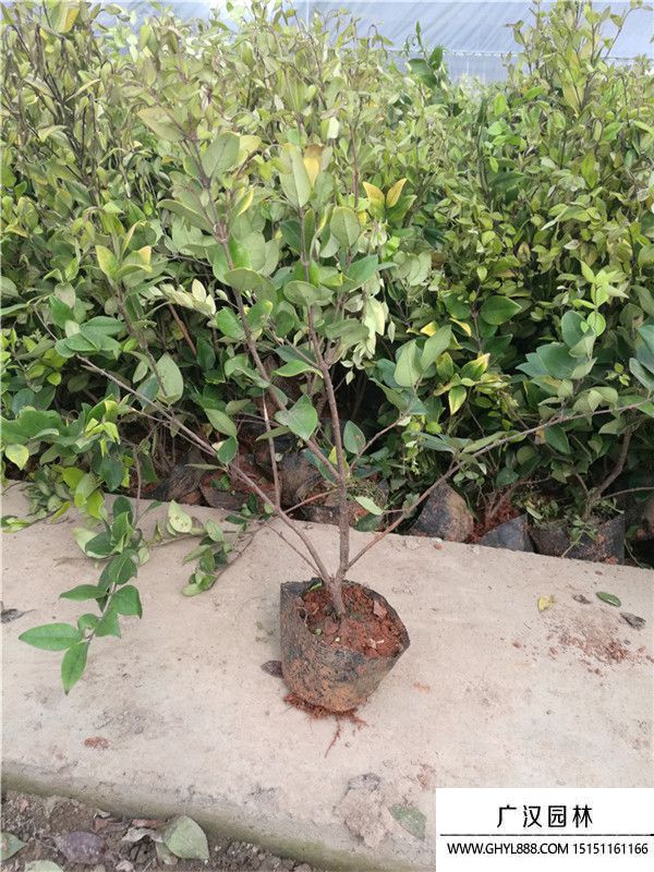 金森女貞苗 金森女貞苗