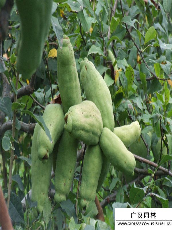 木瓜海棠 木瓜海棠