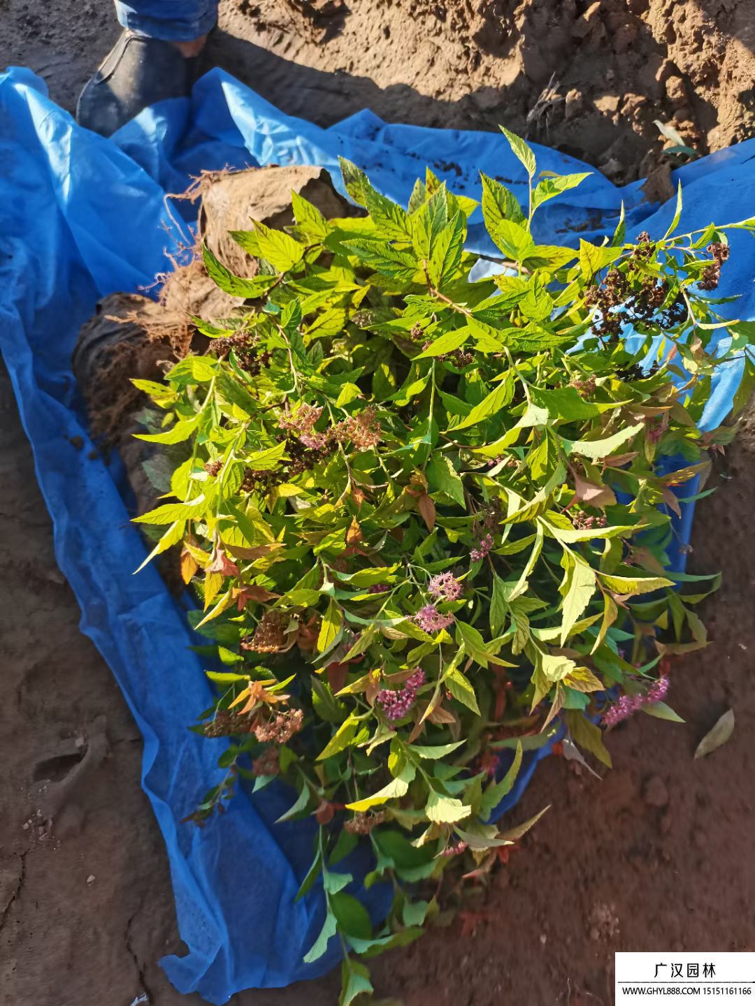 金焰繡線菊 金焰繡線菊