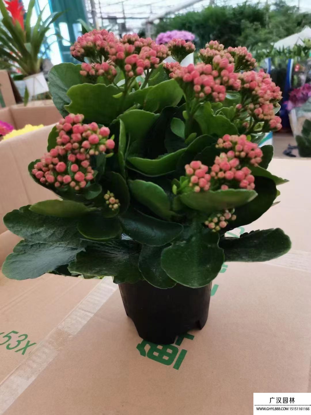 長(zhǎng)壽花 長(zhǎng)壽花