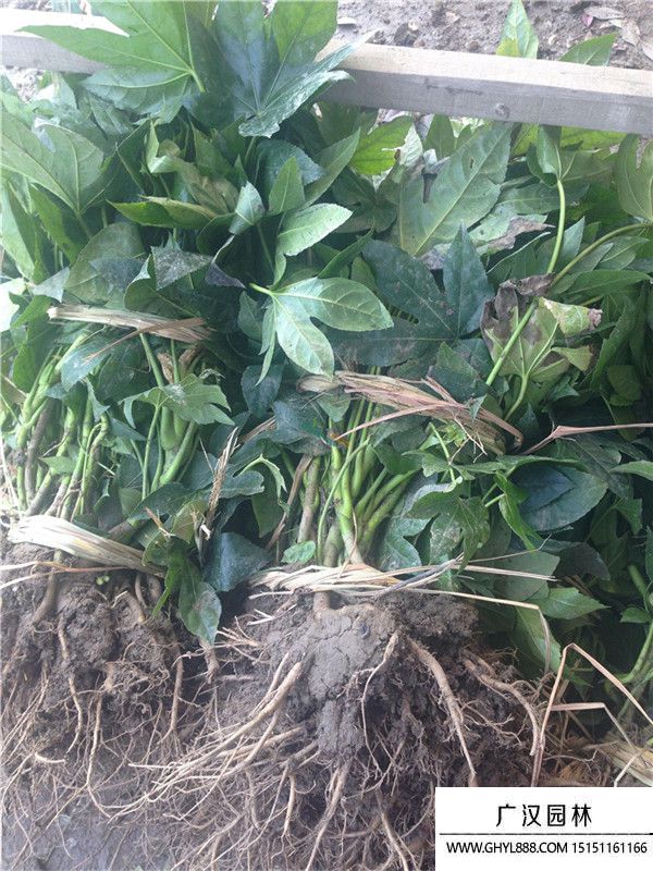 八角金盤(pán) 八角金盤(pán)