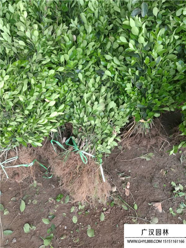 大葉黃楊苗 大葉黃楊苗