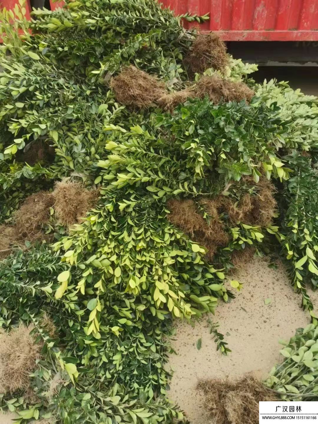 大葉黃楊苗 大葉黃楊苗