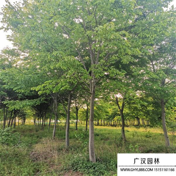 紅櫸樹(shù) 紅櫸樹(shù)