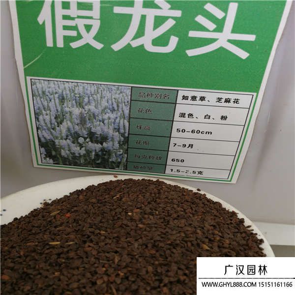 假龍頭種子 假龍頭種子