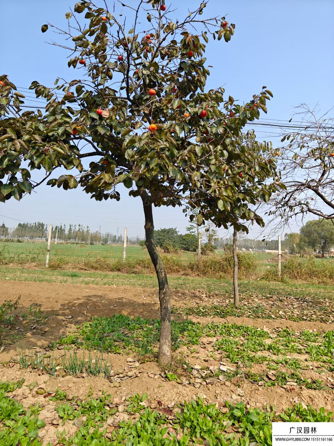 柿子樹(shù)