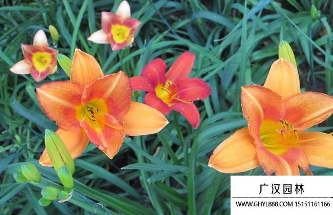 大花萱草 大花萱草