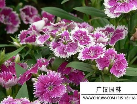 常夏石竹 常夏石竹