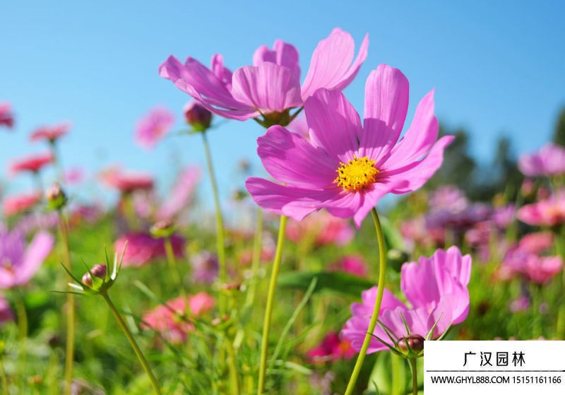 大波斯菊圖片 大波斯菊圖片