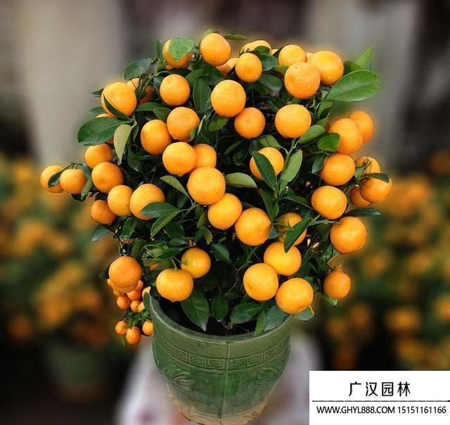 盆栽桔子樹(shù)