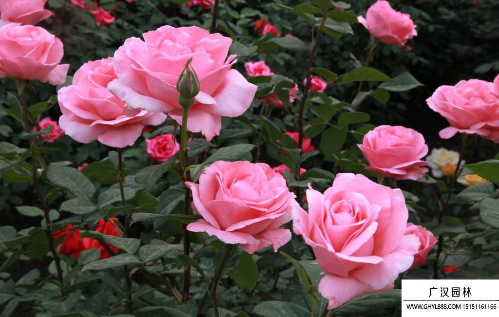 月季花圖片 月季花圖片