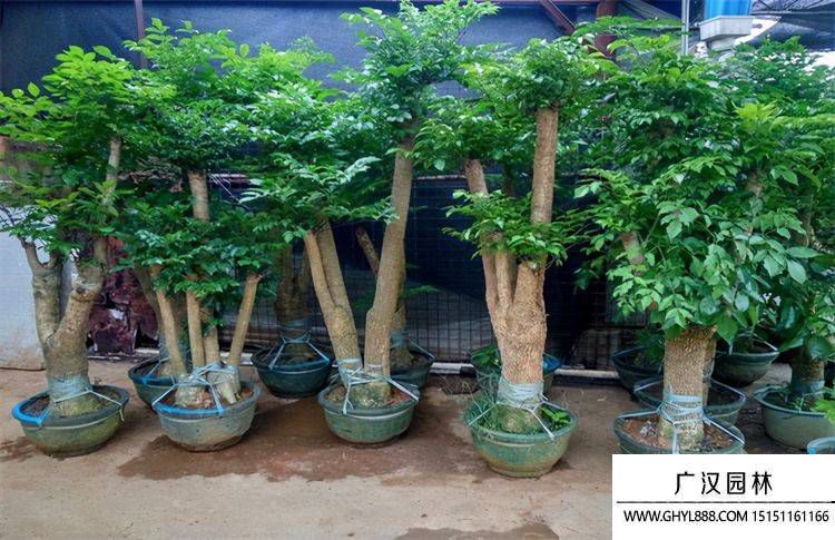 幸福樹的養(yǎng)殖方法和注意事項(xiàng) 幸福樹的養(yǎng)殖方法和注意事項(xiàng)